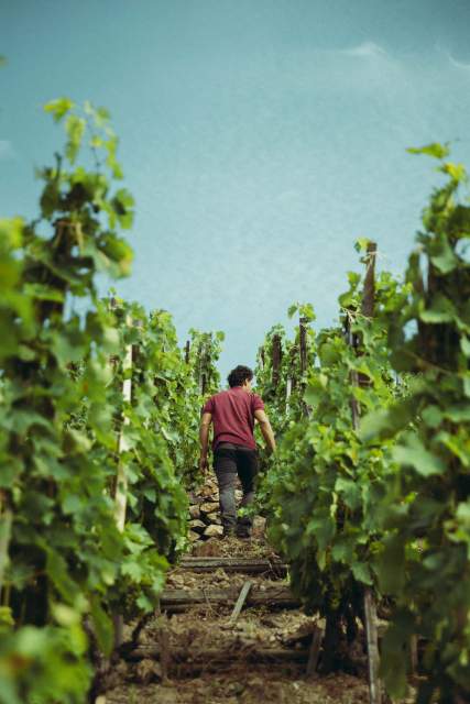  Domaine Christophe Semaska - Vignes