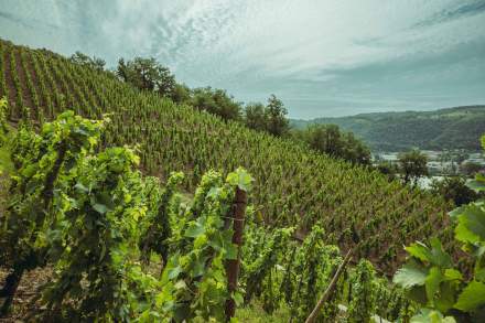 Domaine Christophe Semaska - Vignes