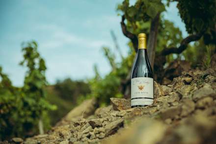 Domaine Christophe Semaska - Vignes