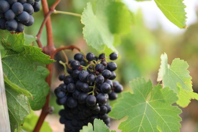  Domaine Christophe Semaska - Vignes