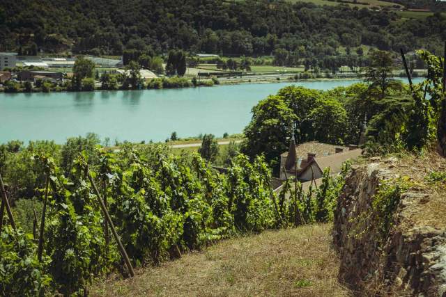  Domaine Christophe Semaska - Vignes