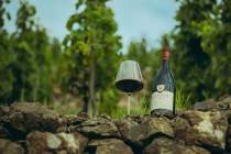 Domaine Christophe Semaska - Vignes
