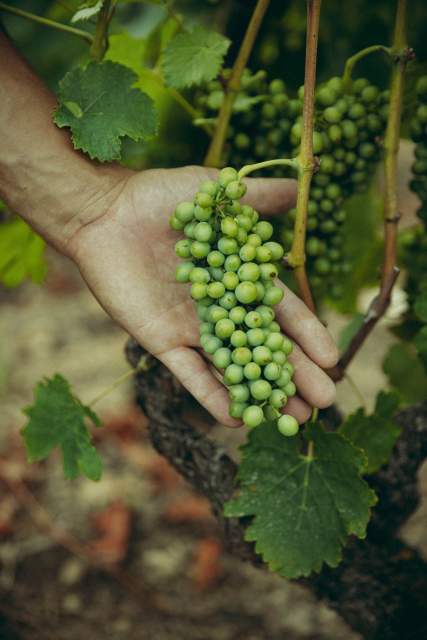  Domaine Christophe Semaska - Vignes