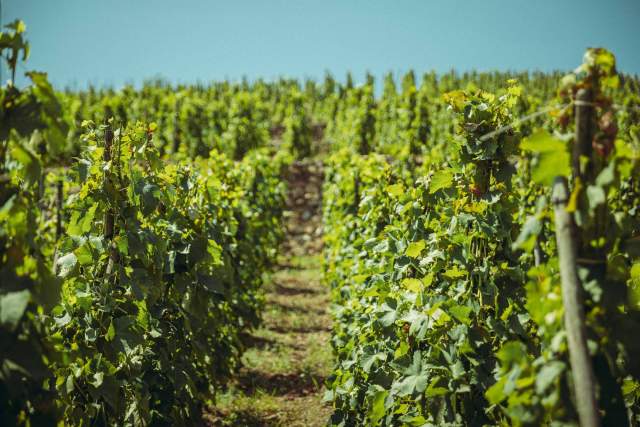  Domaine Christophe Semaska - Vignes