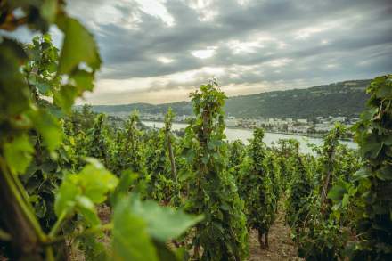 Domaine Christophe Semaska - Vignes