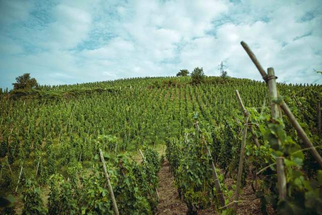  Domaine Christophe Semaska - Vignes