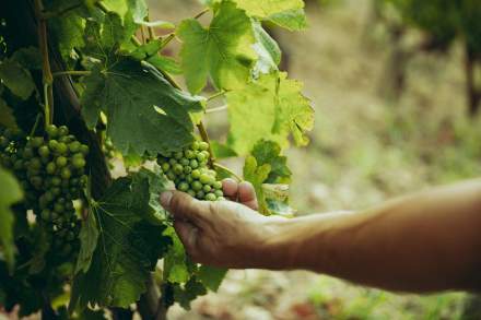 Domaine Christophe Semaska - Vignes
