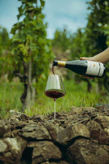  Domaine Christophe Semaska - Vignes