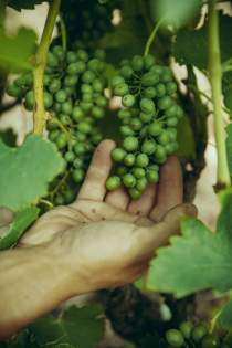 Domaine Christophe Semaska - Vignes