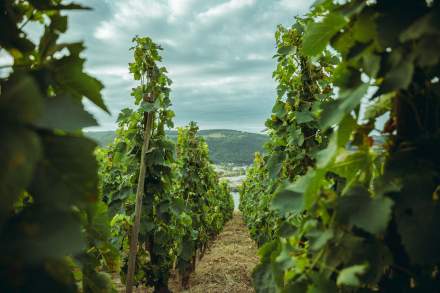 Domaine Christophe Semaska - Vignes