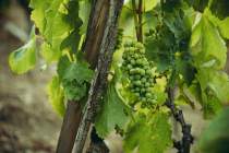 Domaine Christophe Semaska - Vignes