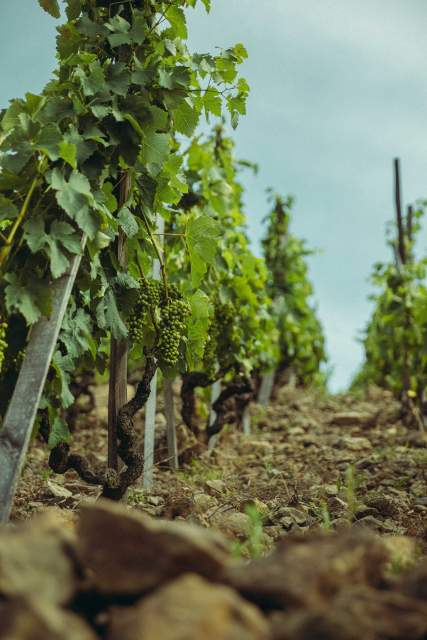  Domaine Christophe Semaska - Vignes