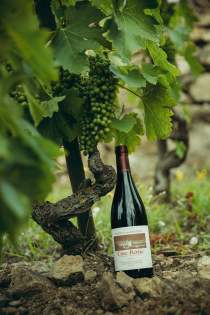 Domaine Christophe Semaska - Vignes