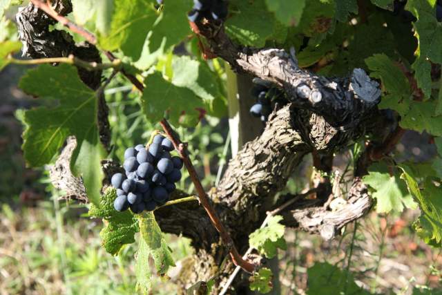 Domaine Semaska - vignes